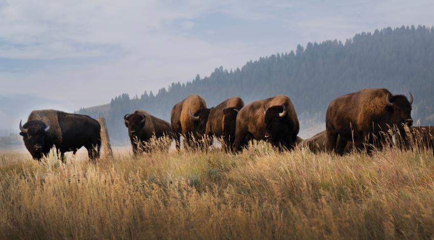 A herd of buffalo in a field
