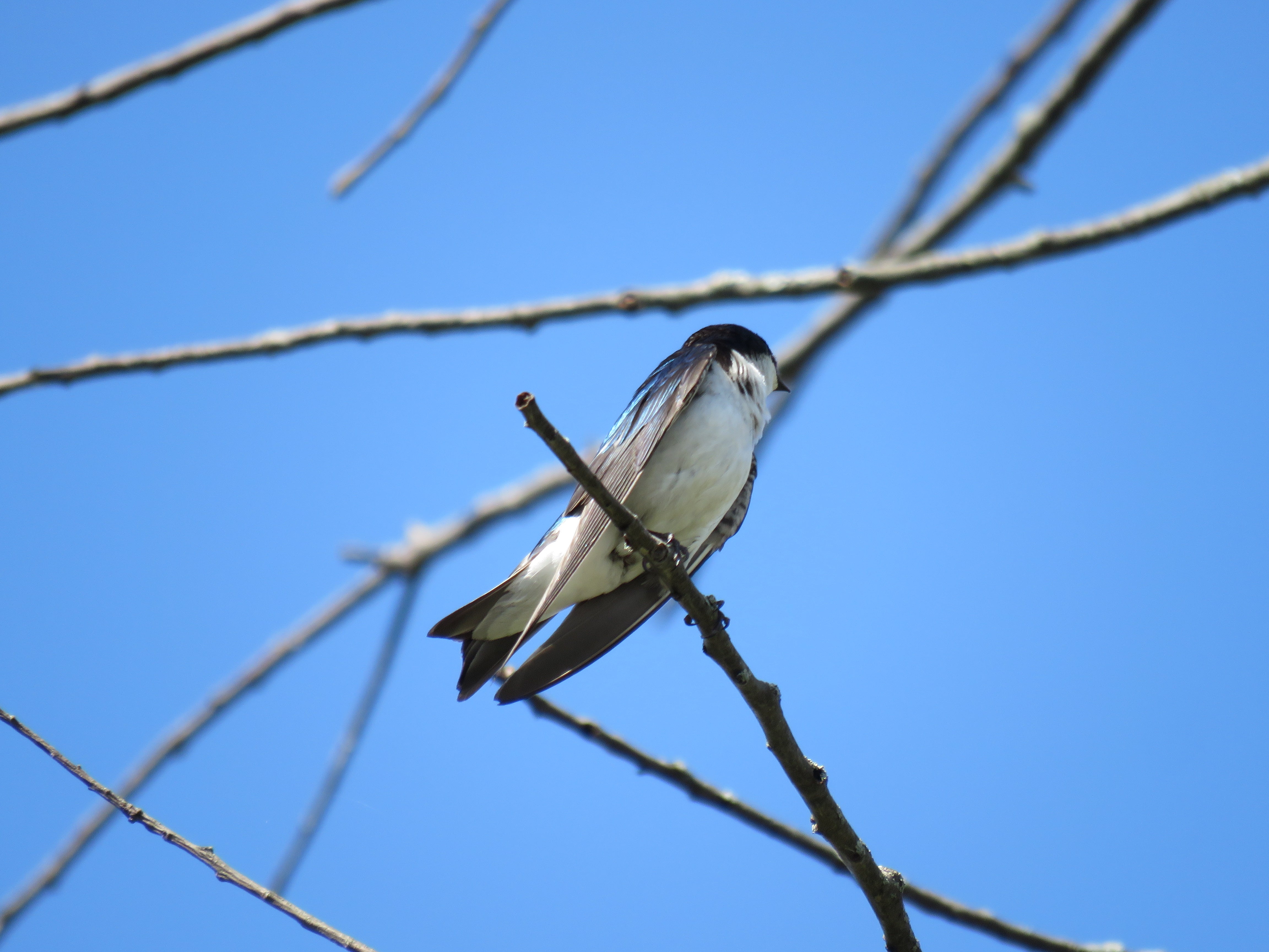 Tree swallow