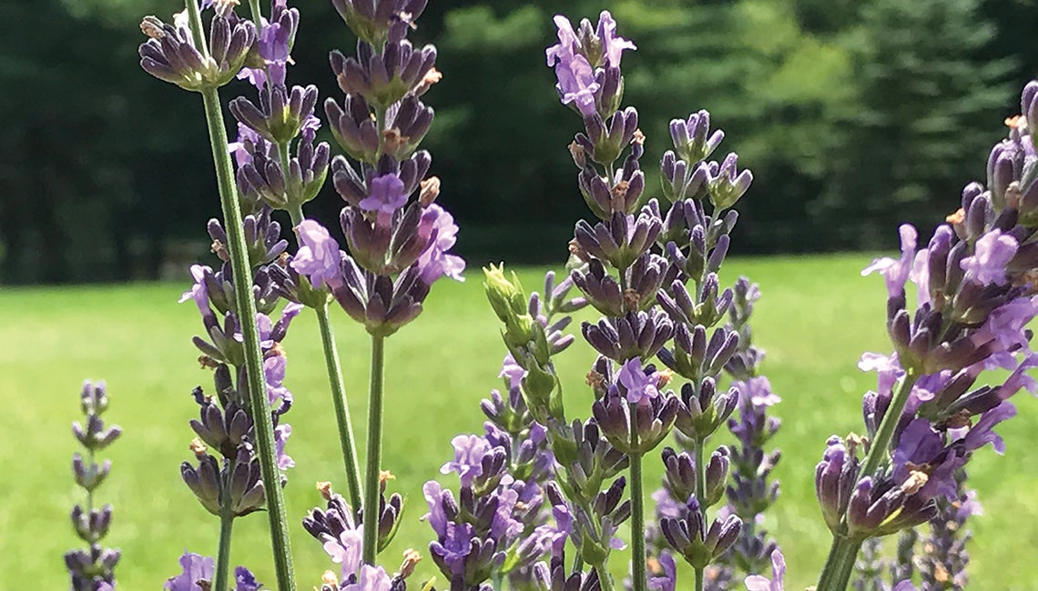 Lavender plants