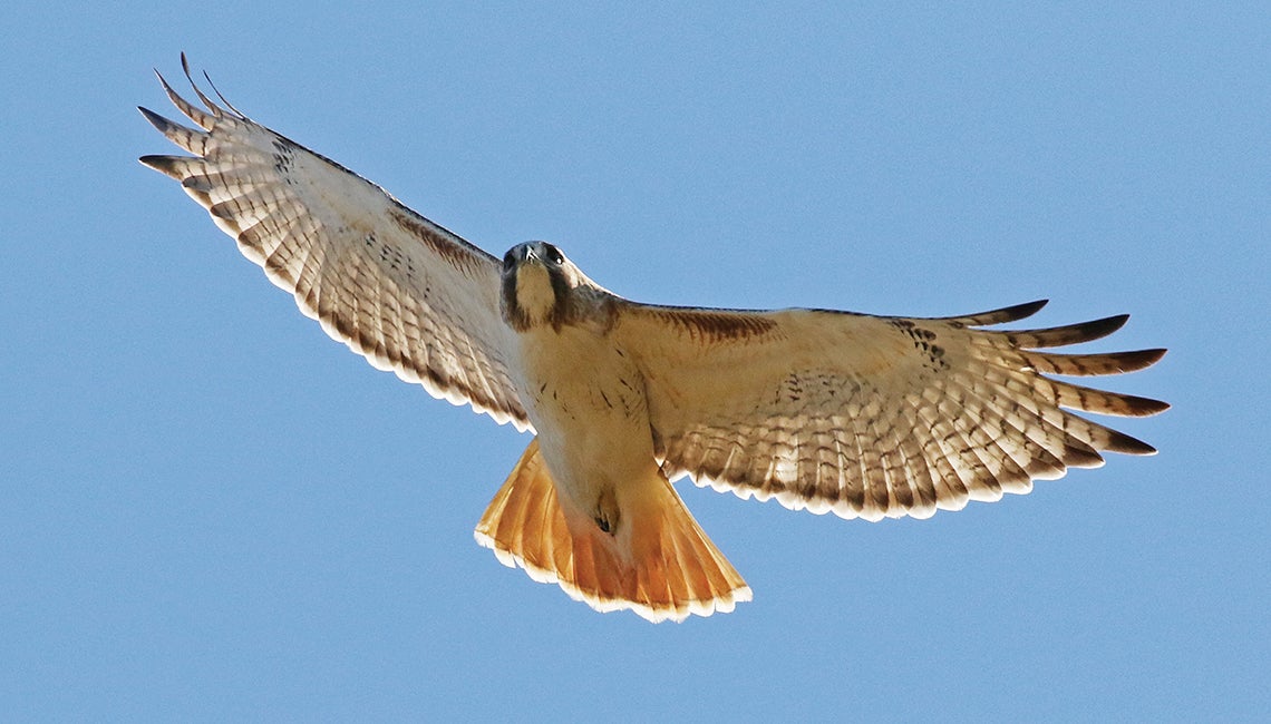 Red-tailed hawk