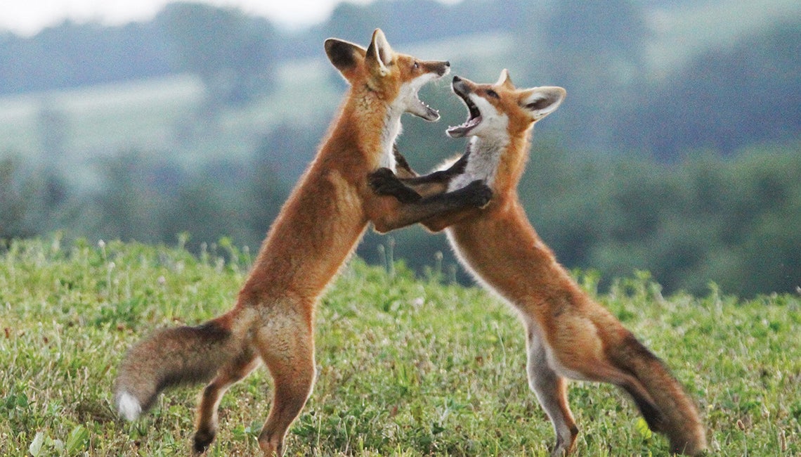 Red foxes