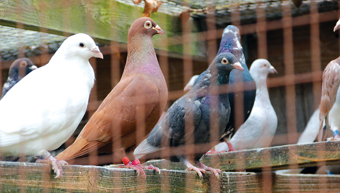 Pigeons in coop