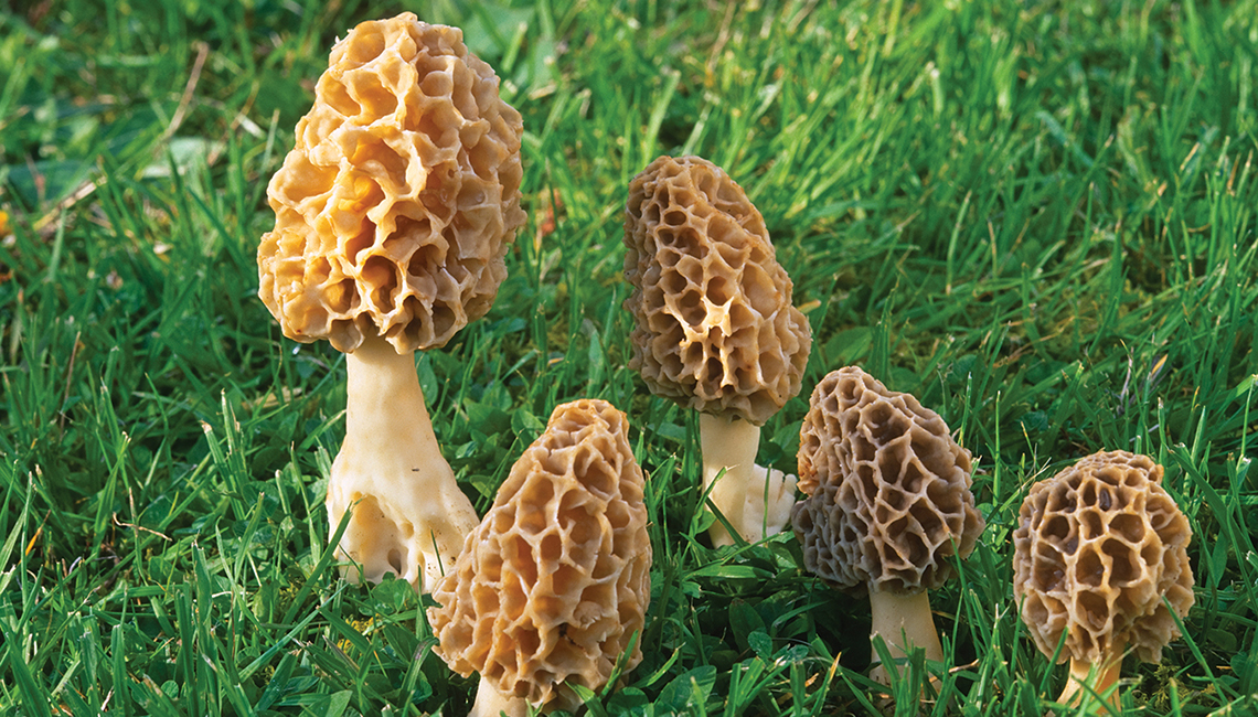 Morel mushrooms (Credit: Getty Images)
