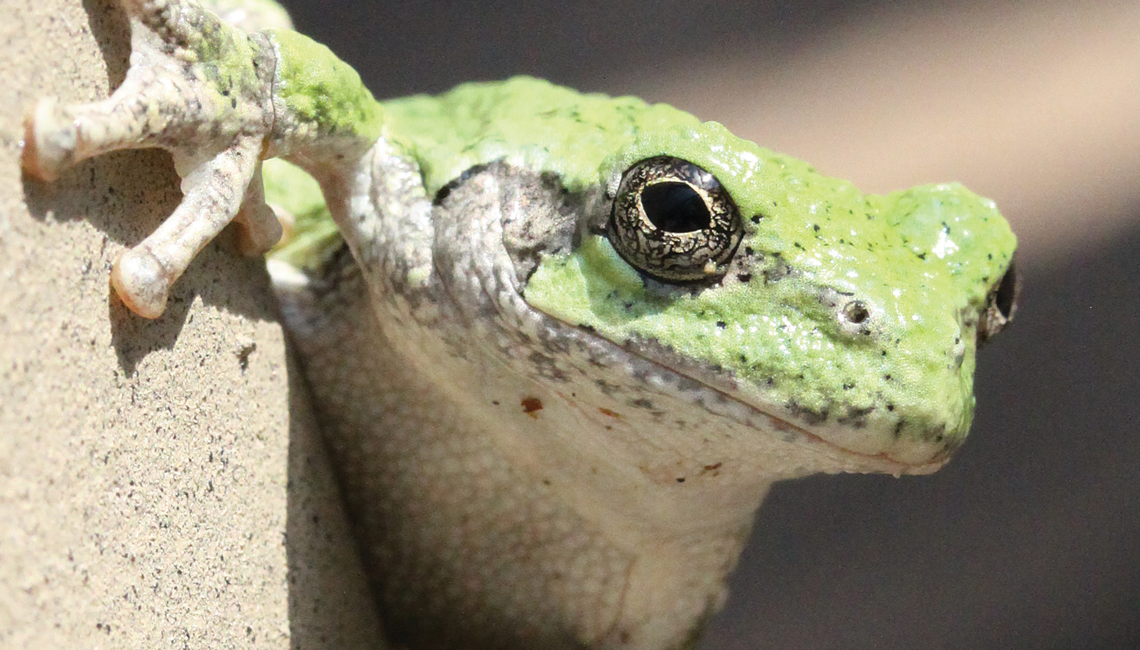 Gray Treefrog