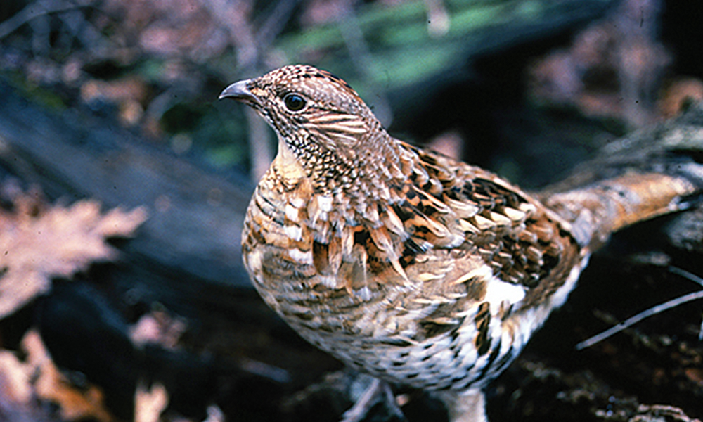 Ruffed Grouse