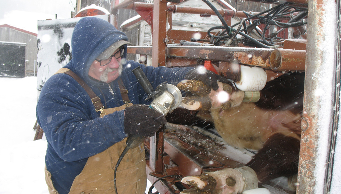 Joel Litt using grinder to trim his cow's hooves