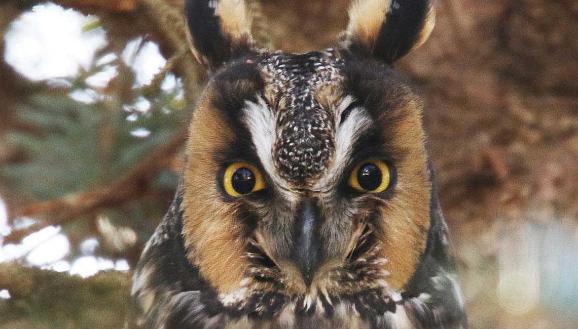 An owl observed during wintering-owl study.