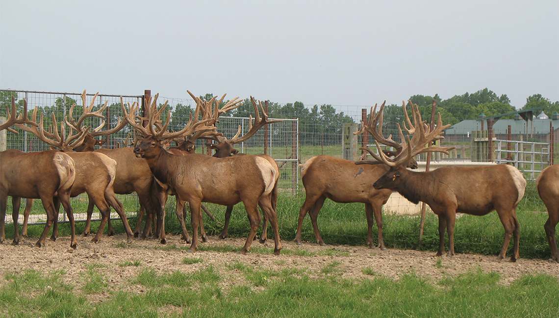 Quiet Harmony Ranch is home to several hundred roaming elk.