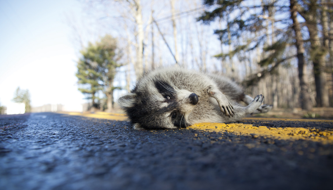 ODNR’s roadkill survey tracks animal populations in a unique way.