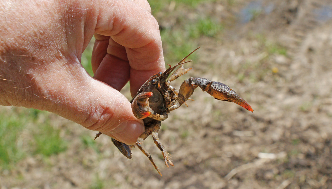 Searching for burrowing crayfish is a rite of passage in the spring.