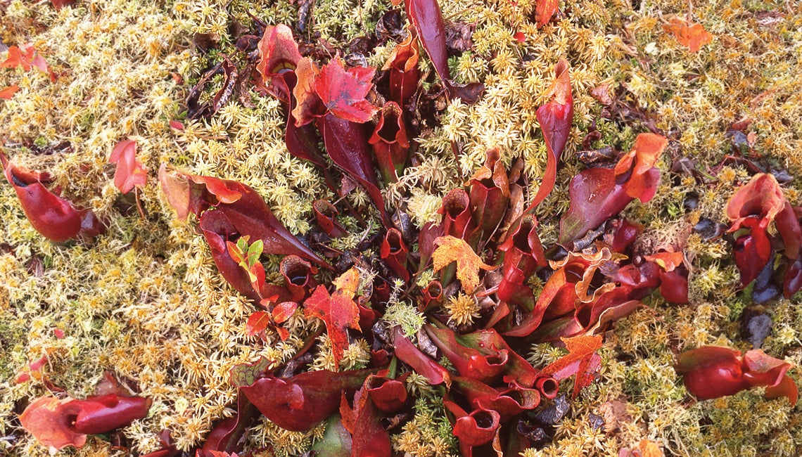 Spatulate-leaved sundew 