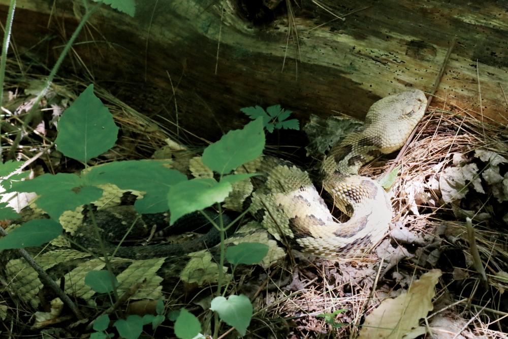 Snakes on a plain | Ohio Cooperative Living