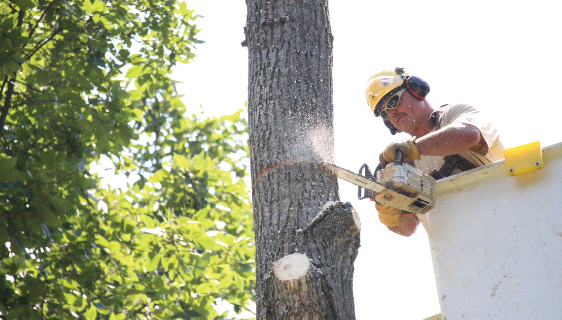 Lineworker in bucket truck cutting down tree.