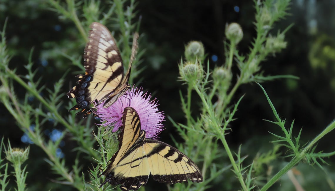 Two butterflies resting on a flower