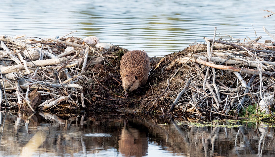 A beaver standing on its dam