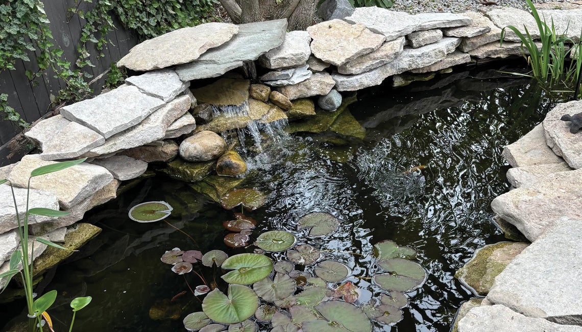 A small backyard pond