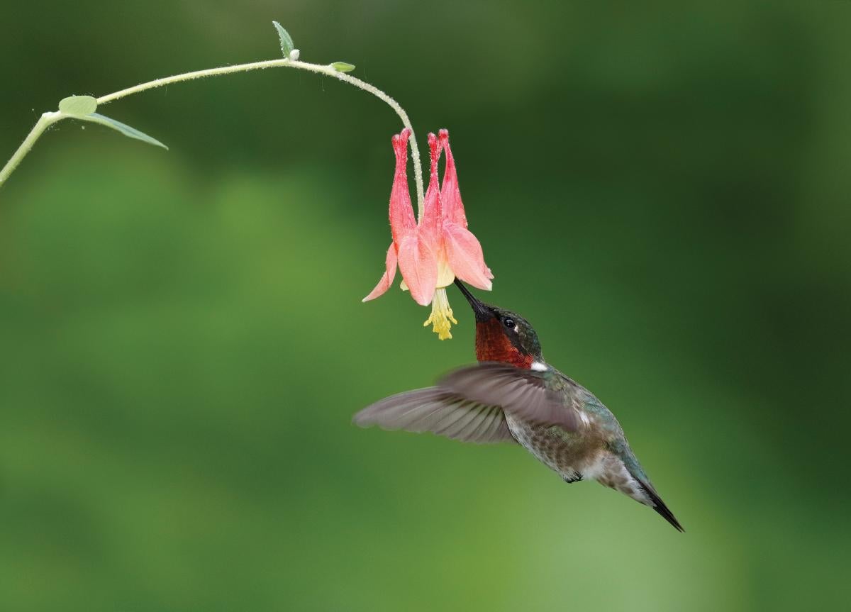Pollinator pathways | Ohio Cooperative Living