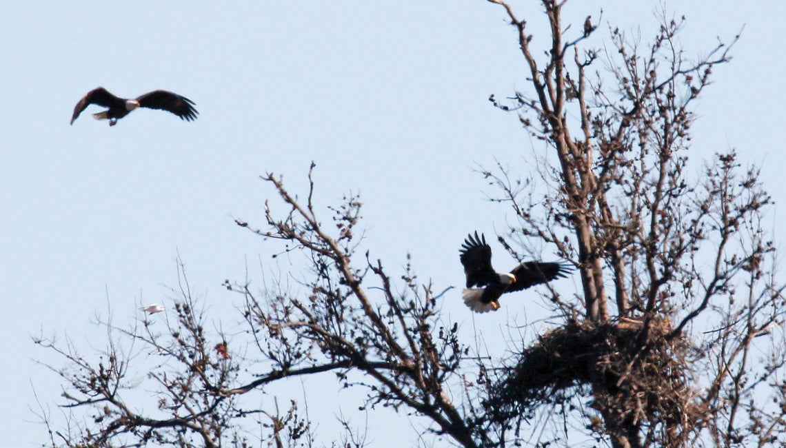 Two eagles flying into their nest