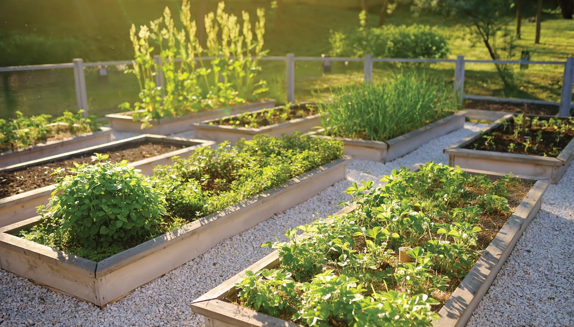 Raised garden beds
