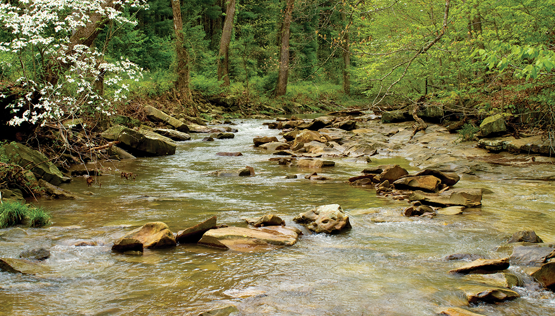 Stream in a forest (Credit: Getty Images)