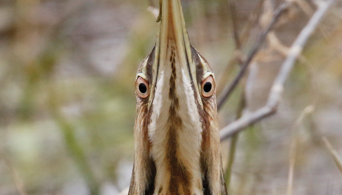 American bittern