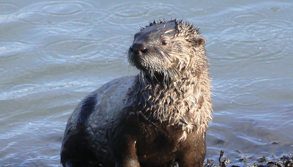 River otter