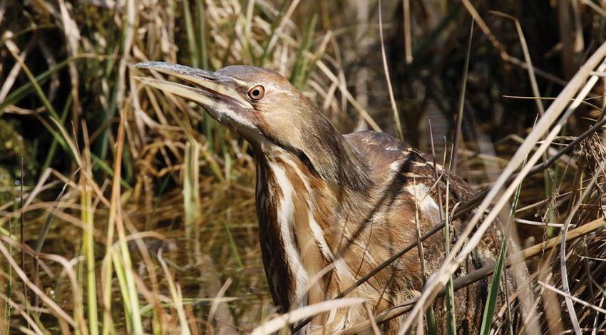 American Bittern