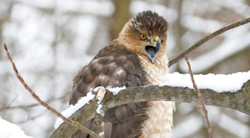 Cooper’s hawk (Photo by Chip Gross.)