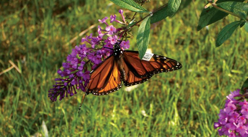 A monarch butterfly sits on a flower.