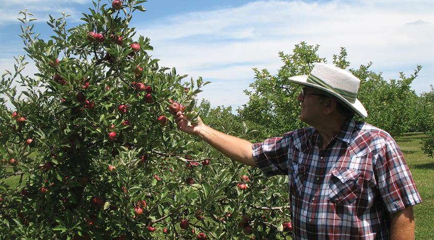 A man grabbing an apple on a tree.