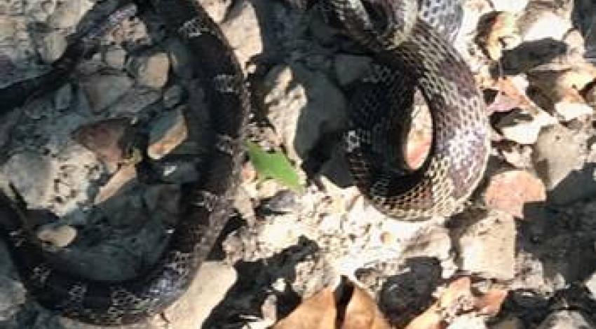 Black Snake (photo by Pete Zoretic)