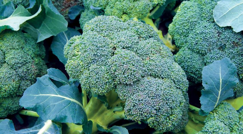 A picture of broccoli.