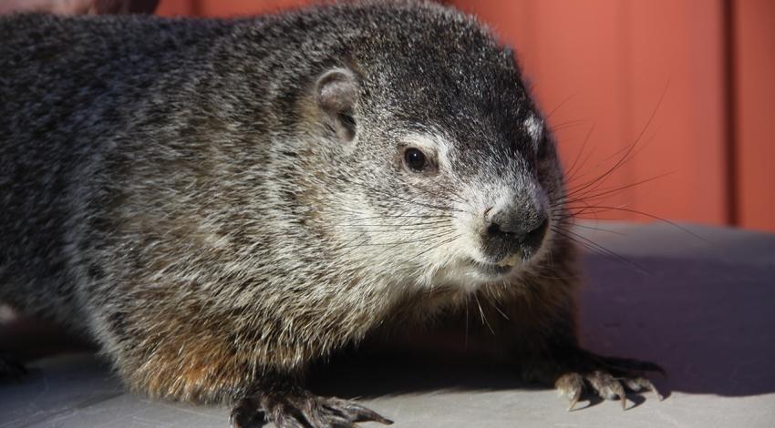 A picture of the groundhog, Buckeye Chuck.