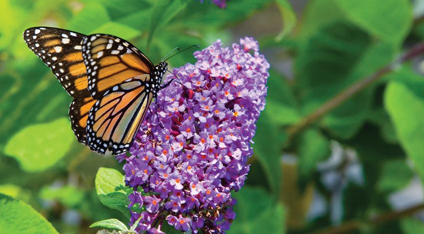 A monarch butterfly sits on a flower.