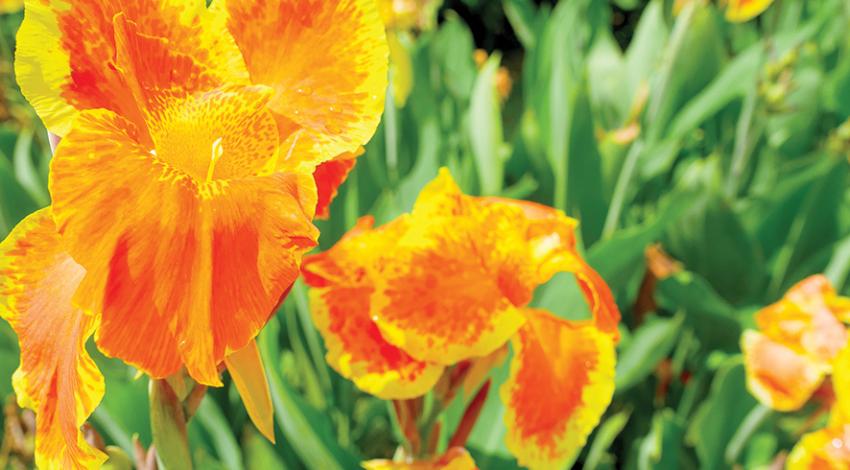 A picture of bright orange cannas