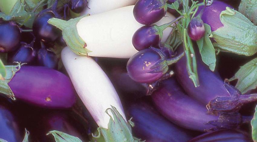 A collection of eggplants in various stages of growth.