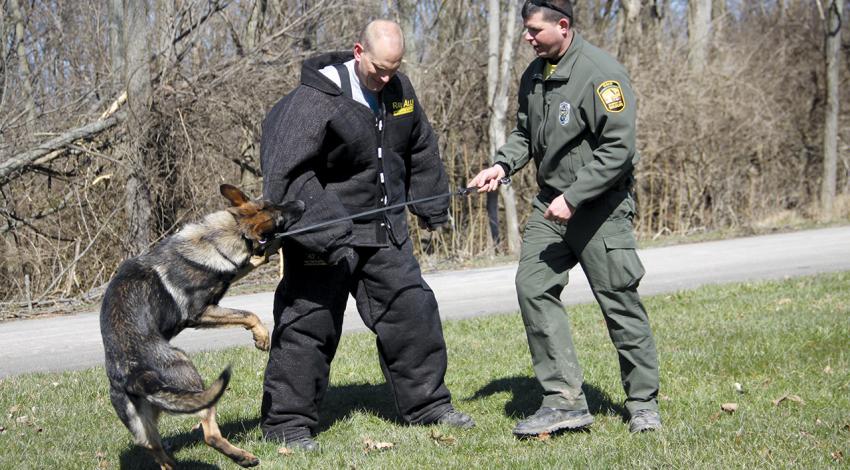 A K-9 officer trains with his officer by biting an officer in protective gear.