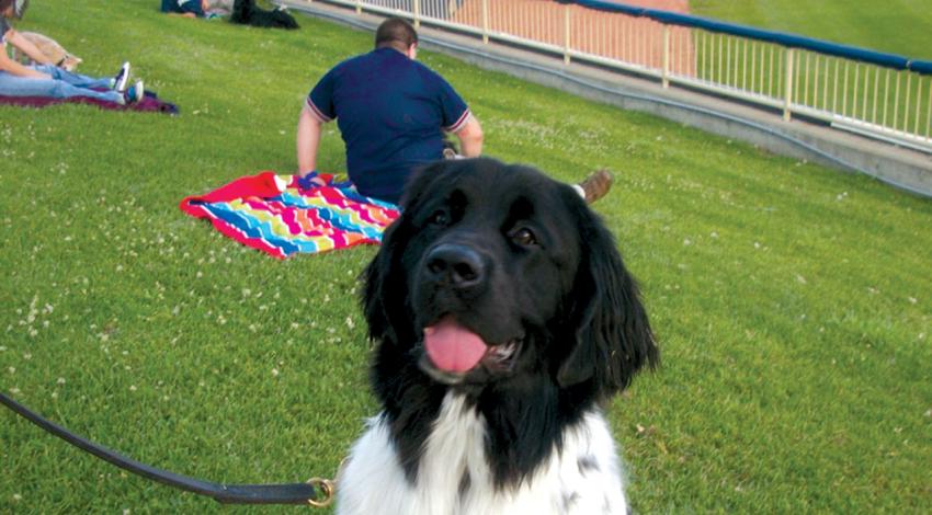 A black and white dog at a dog park stares into the camera.