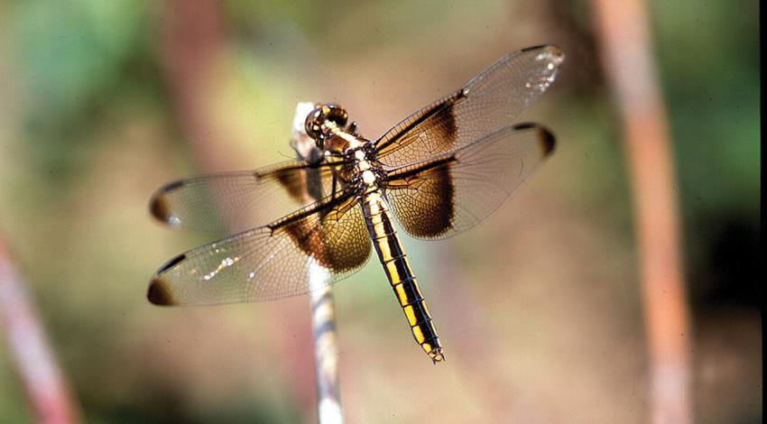 A dragonfly lands on a plant.