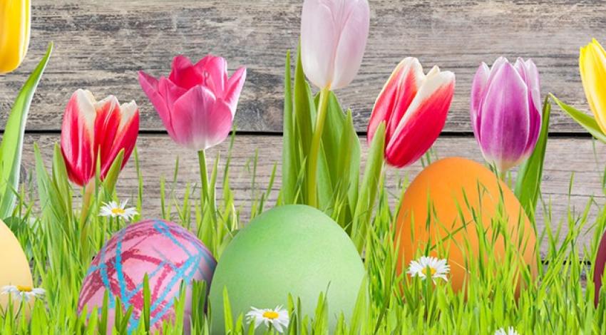 Three Easter eggs sit below colorful tulips.