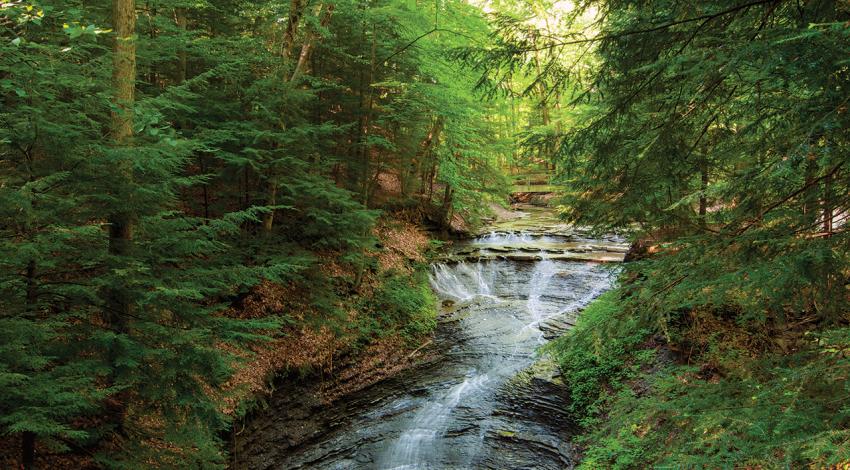 A forest with a river running through it.