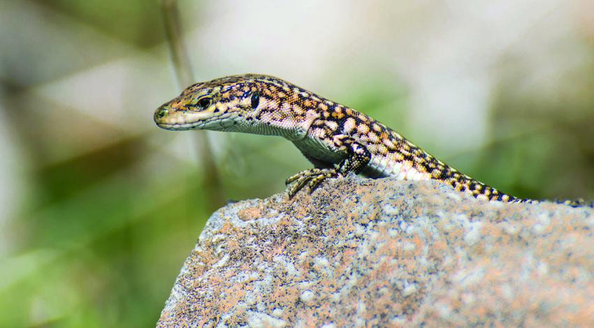 A lizard sits perched on a rock