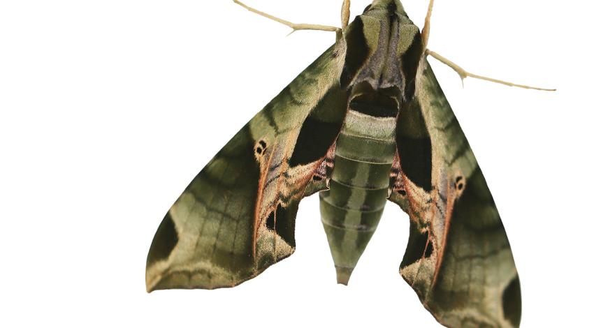 A picture of a moth against a white backdrop