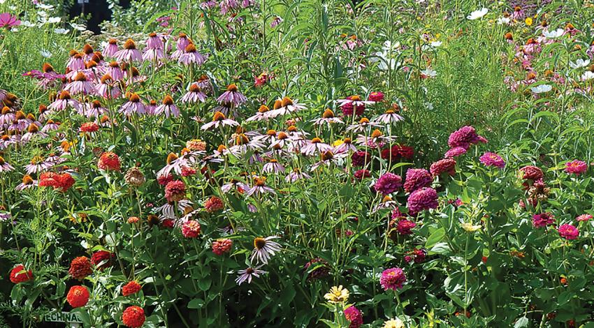 A picture of assorted flowers