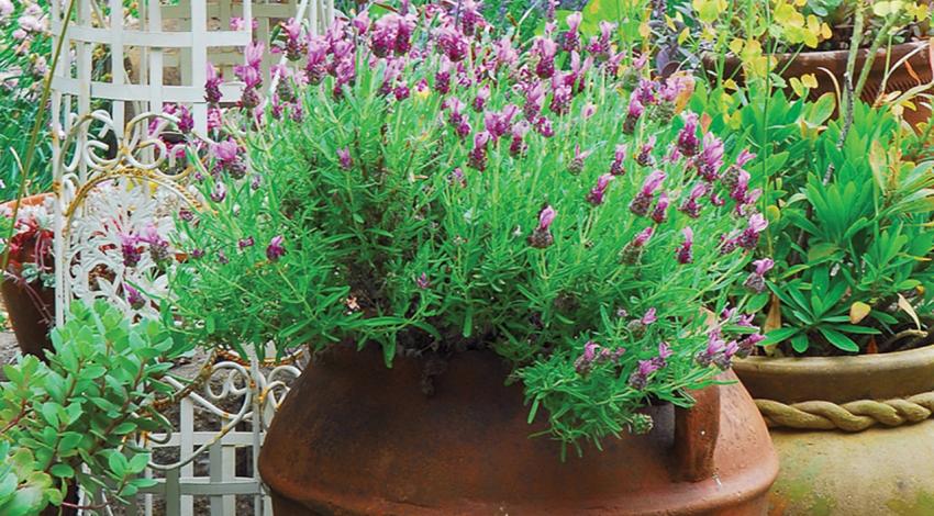 Lavender grows in a pot.