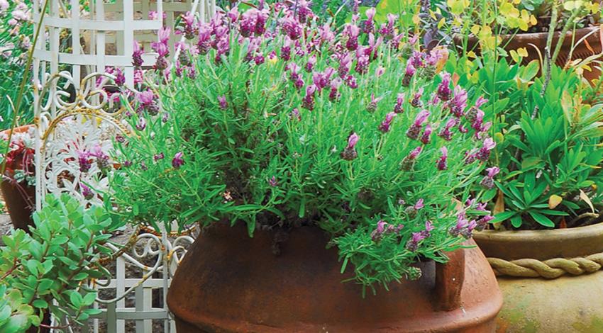 Lavender grows in a pot.