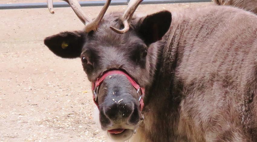 A reindeer looks into the camera.