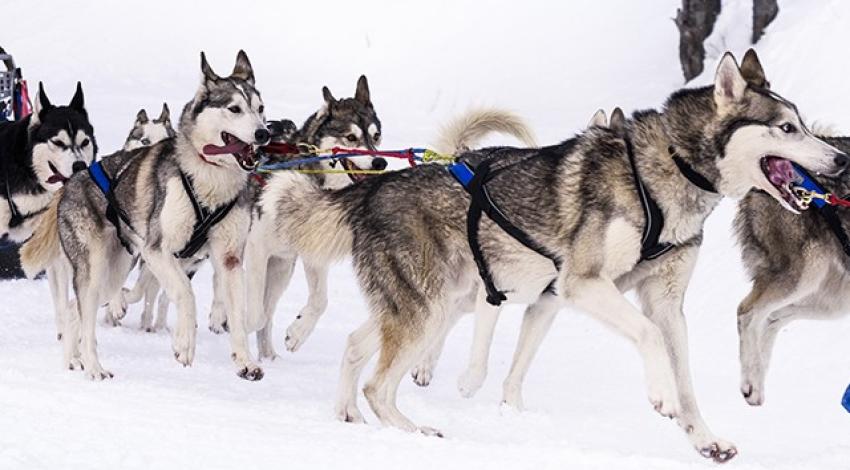 A pack of sled dogs carry a sled.