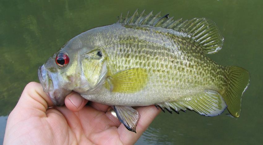 An individual holds a smallmouth bass.