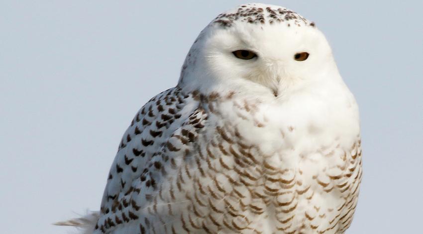 A snowy owl